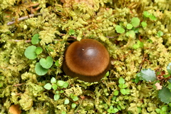 Amanita pekeoides