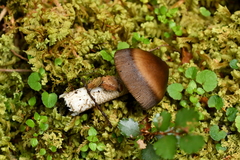Amanita pekeoides