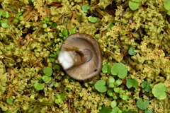 Amanita pekeoides