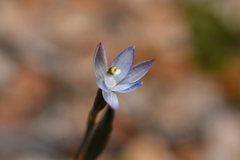 Thelymitra purpureofusca