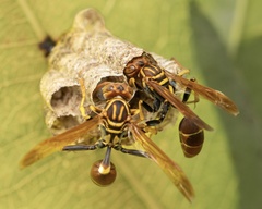 Mischocyttarus phthisicus