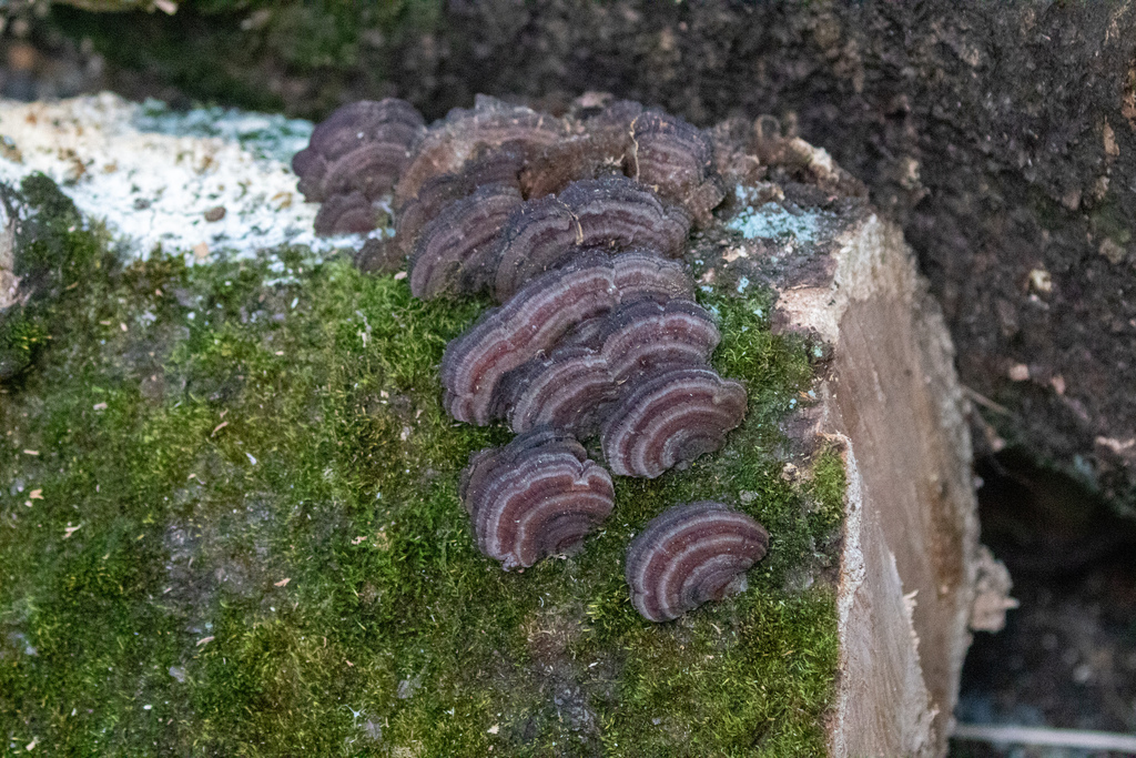 Daedaleopsis confragosa tricolor · January 2023 · photo: © tbc_watanabe (iNaturalist, cc-by)