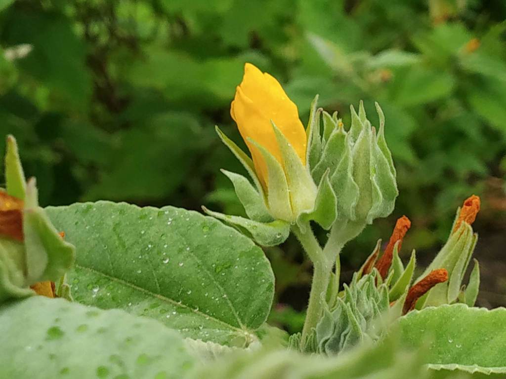 Melhania futteyporensis