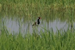 Vanellus indicus atronuchalis