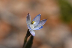 Thelymitra purpureofusca