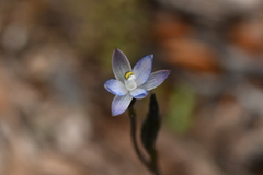 Thelymitra purpureofusca