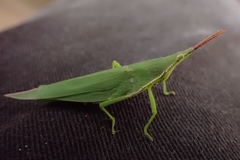 Atractomorpha australis