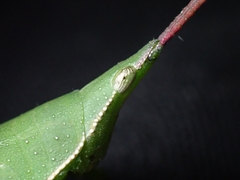 Atractomorpha australis