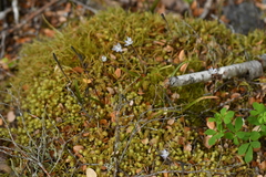 Thelymitra purpureofusca