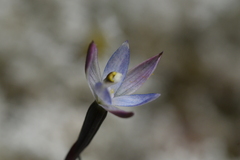Thelymitra purpureofusca