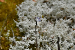 Thelymitra purpureofusca