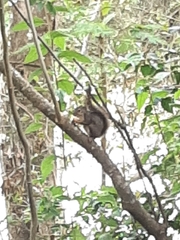 Sciurus aestuans ingrami