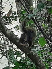 Sciurus aestuans ingrami