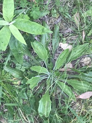 Plantago debilis