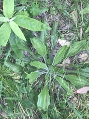 Plantago debilis
