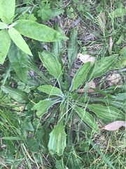Plantago debilis