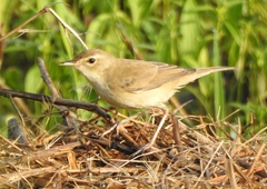 Iduna caligata