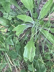 Plantago debilis