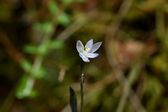 Thelymitra purpureofusca