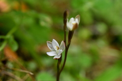 Thelymitra purpureofusca