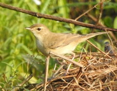Iduna caligata