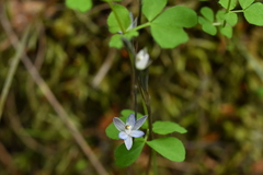 Thelymitra purpureofusca