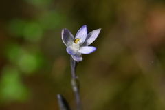 Thelymitra purpureofusca