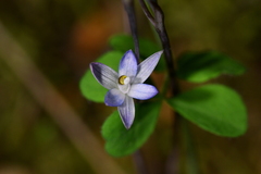 Thelymitra purpureofusca