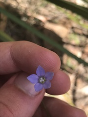 Wahlenbergia multicaulis