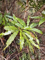 Litsea acuminata