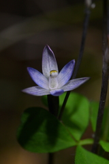 Thelymitra purpureofusca