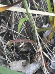 Wahlenbergia multicaulis