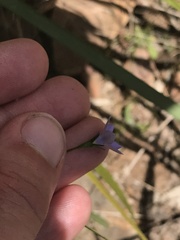 Wahlenbergia multicaulis