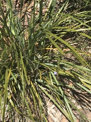 Wahlenbergia multicaulis