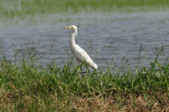 Bubulcus ibis coromandus