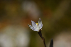 Thelymitra purpureofusca