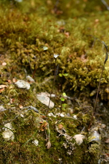 Thelymitra purpureofusca