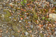 Thelymitra purpureofusca