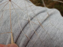 Austrostipa elegantissima