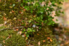 Thelymitra purpureofusca