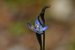 Thelymitra purpureofusca