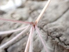 Austrostipa elegantissima