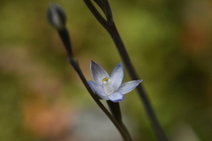 Thelymitra purpureofusca