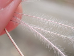 Austrostipa elegantissima
