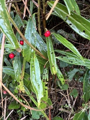 Ardisia crispa