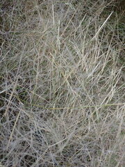 Austrostipa elegantissima