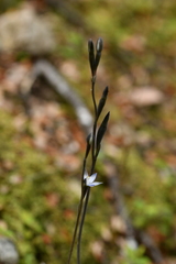 Thelymitra purpureofusca