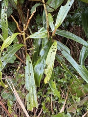 Ardisia crispa