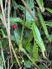 Ardisia crispa