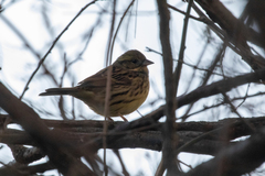 Emberiza personata
